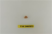 藏品(灰白陸寄居蟹)的圖片